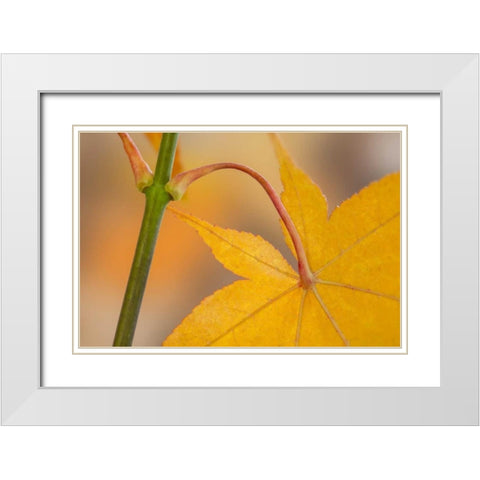 Washington, Seabeck Maple leaf in autumn color White Modern Wood Framed Art Print with Double Matting by Paulson, Don