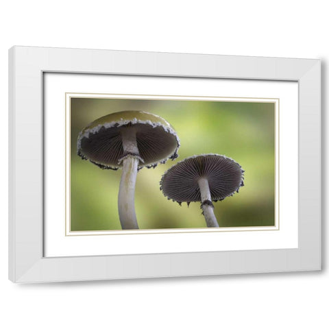 Washington, Seabeck Underside of mushrooms White Modern Wood Framed Art Print with Double Matting by Paulson, Don