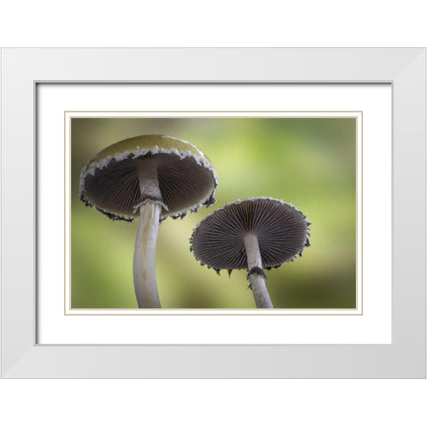 Washington, Seabeck Underside of mushrooms White Modern Wood Framed Art Print with Double Matting by Paulson, Don