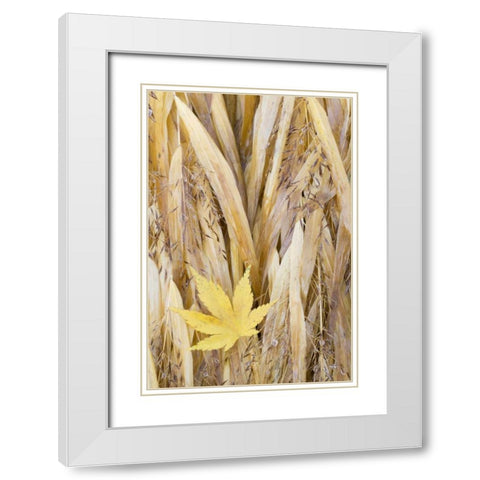 WA, Seabeck Maple leaf on Japanese forest grass White Modern Wood Framed Art Print with Double Matting by Paulson, Don