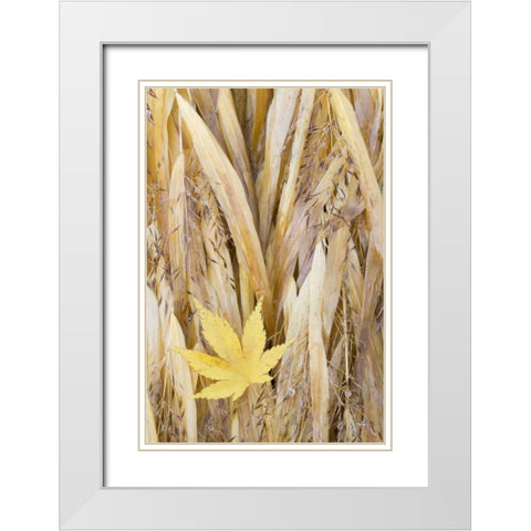 WA, Seabeck Maple leaf on Japanese forest grass White Modern Wood Framed Art Print with Double Matting by Paulson, Don