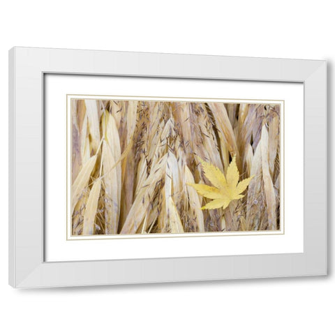 WA, Seabeck Maple leaf on Japanese forest grass White Modern Wood Framed Art Print with Double Matting by Paulson, Don