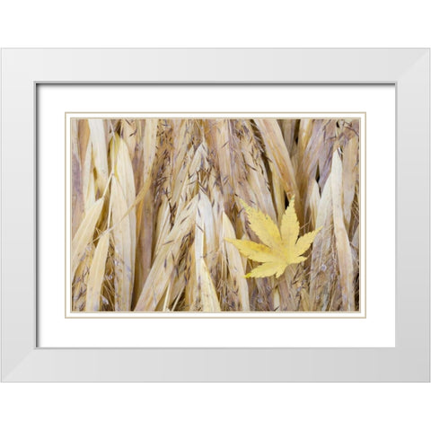 WA, Seabeck Maple leaf on Japanese forest grass White Modern Wood Framed Art Print with Double Matting by Paulson, Don