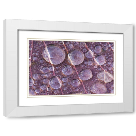 Washington, Seabeck Detail of dew on a leaf White Modern Wood Framed Art Print with Double Matting by Paulson, Don