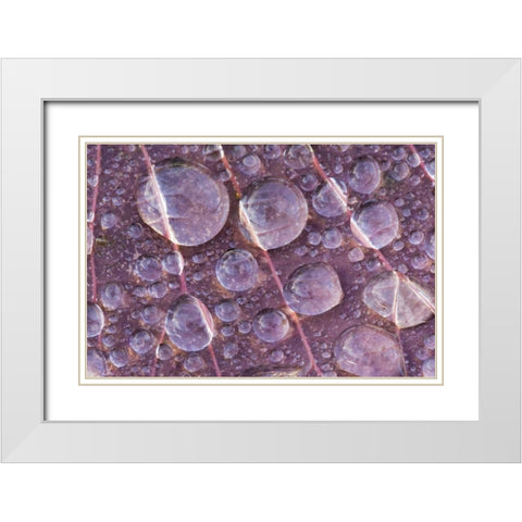 Washington, Seabeck Detail of dew on a leaf White Modern Wood Framed Art Print with Double Matting by Paulson, Don