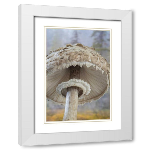 WA, Seabeck Underside of shaggy parasol mushroom White Modern Wood Framed Art Print with Double Matting by Paulson, Don