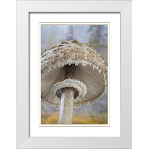 WA, Seabeck Underside of shaggy parasol mushroom White Modern Wood Framed Art Print with Double Matting by Paulson, Don