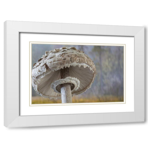 Washington, Seabeck Shaggy parasol mushroom White Modern Wood Framed Art Print with Double Matting by Paulson, Don