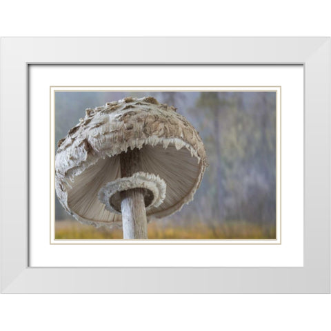 Washington, Seabeck Shaggy parasol mushroom White Modern Wood Framed Art Print with Double Matting by Paulson, Don