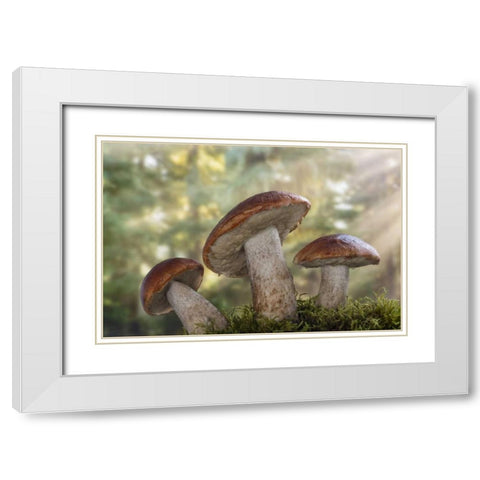 WA, Seabeck Leccinum insigne, mushroom White Modern Wood Framed Art Print with Double Matting by Paulson, Don