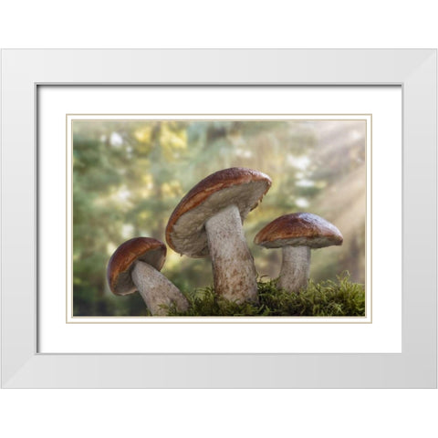 WA, Seabeck Leccinum insigne, mushroom White Modern Wood Framed Art Print with Double Matting by Paulson, Don