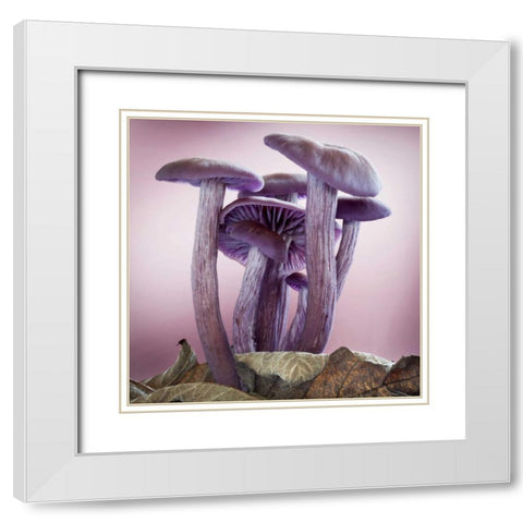Washington, Seabeck Group of mushrooms White Modern Wood Framed Art Print with Double Matting by Paulson, Don