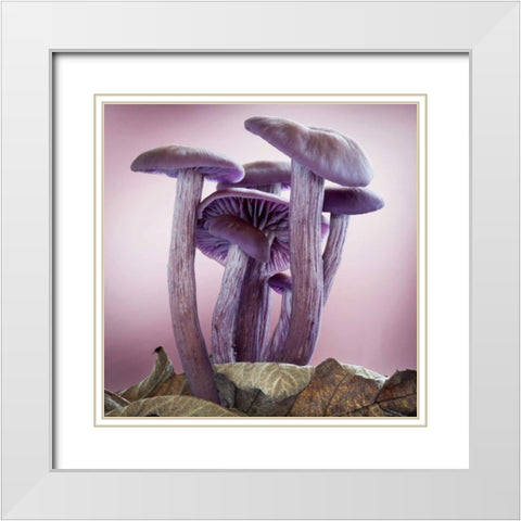 Washington, Seabeck Group of mushrooms White Modern Wood Framed Art Print with Double Matting by Paulson, Don