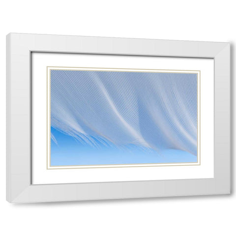 Washington, Seabeck A white feather White Modern Wood Framed Art Print with Double Matting by Paulson, Don