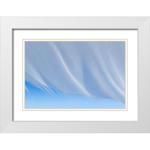 Washington, Seabeck A white feather White Modern Wood Framed Art Print with Double Matting by Paulson, Don