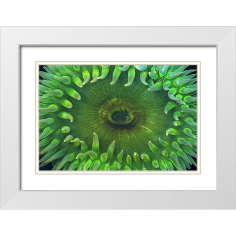 USA, Washington Close-up of sea anemone White Modern Wood Framed Art Print with Double Matting by Paulson, Don