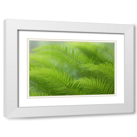 USA, Washington, Seabeck Close-up of sword fern White Modern Wood Framed Art Print with Double Matting by Paulson, Don