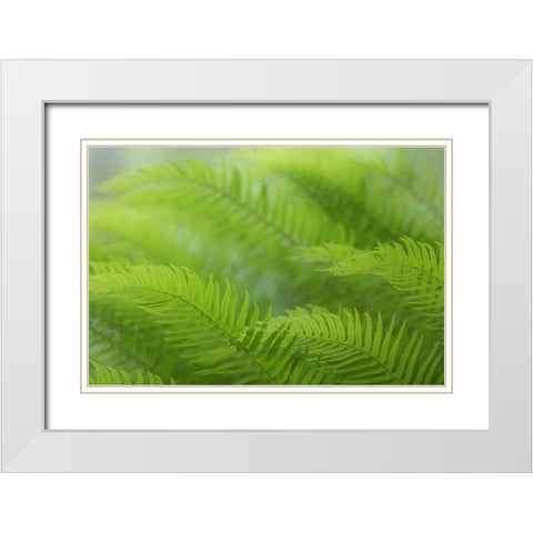 USA, Washington, Seabeck Close-up of sword fern White Modern Wood Framed Art Print with Double Matting by Paulson, Don