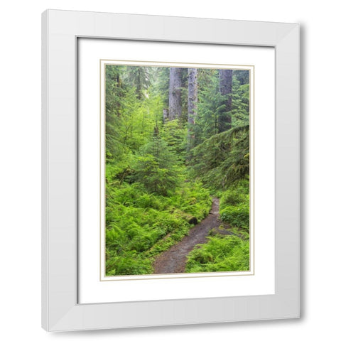 USA, Washington, Olympic NP Forest trail White Modern Wood Framed Art Print with Double Matting by Paulson, Don