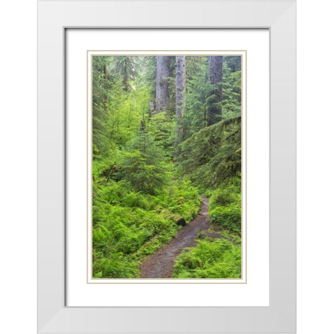 USA, Washington, Olympic NP Forest trail White Modern Wood Framed Art Print with Double Matting by Paulson, Don