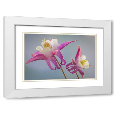 Washington, Seabeck Columbine flowers White Modern Wood Framed Art Print with Double Matting by Paulson, Don