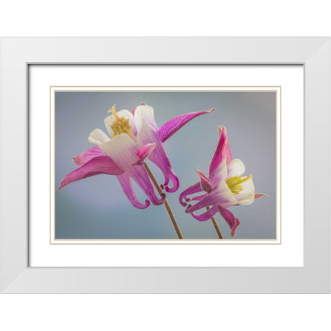Washington, Seabeck Columbine flowers White Modern Wood Framed Art Print with Double Matting by Paulson, Don