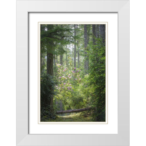 WA, Seabeck Rhododendron blooms in a forest White Modern Wood Framed Art Print with Double Matting by Paulson, Don