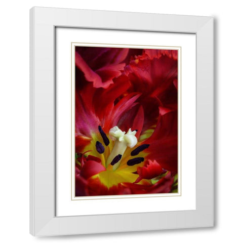 WA, Seabeck Interior of parrot tulip flower White Modern Wood Framed Art Print with Double Matting by Paulson, Don