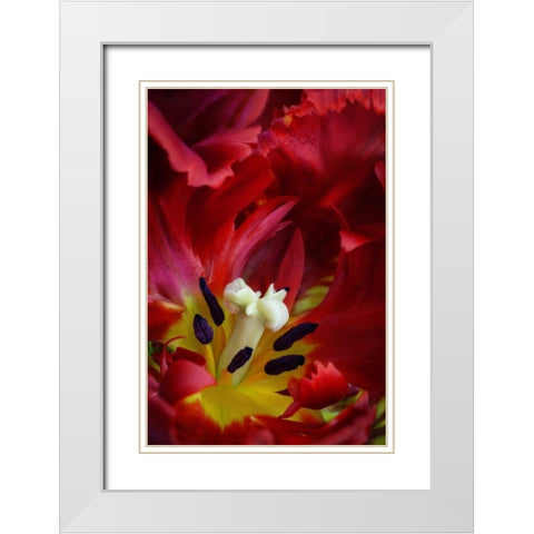 WA, Seabeck Interior of parrot tulip flower White Modern Wood Framed Art Print with Double Matting by Paulson, Don