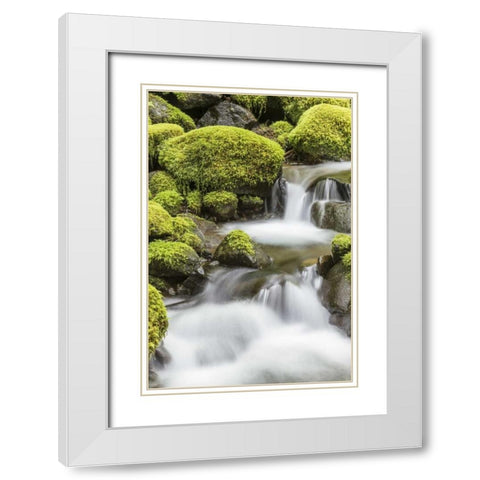 Washington, Olympic NP Small stream in forest White Modern Wood Framed Art Print with Double Matting by Paulson, Don
