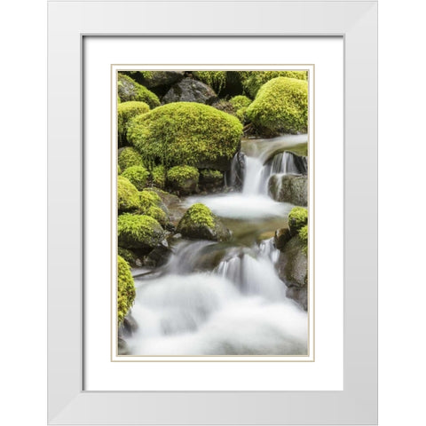 Washington, Olympic NP Small stream in forest White Modern Wood Framed Art Print with Double Matting by Paulson, Don