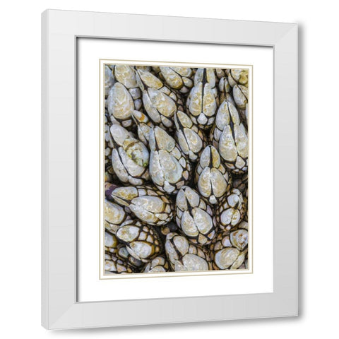 WA, Goose barnacles in Salt Creek Recreation Area White Modern Wood Framed Art Print with Double Matting by Paulson, Don