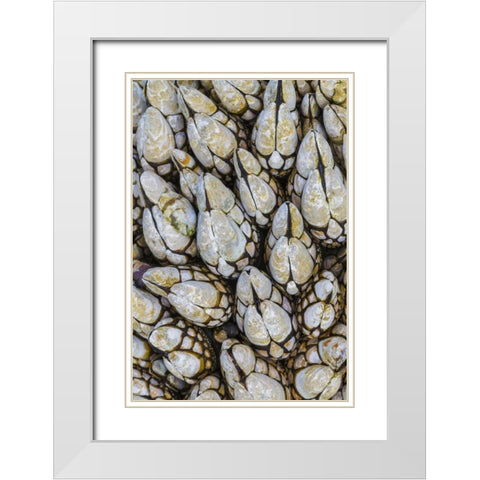 WA, Goose barnacles in Salt Creek Recreation Area White Modern Wood Framed Art Print with Double Matting by Paulson, Don