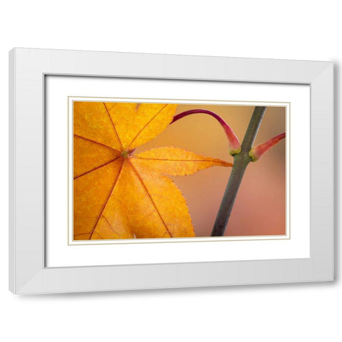 Washington, Seabeck Maple leaf in autumn color White Modern Wood Framed Art Print with Double Matting by Paulson, Don