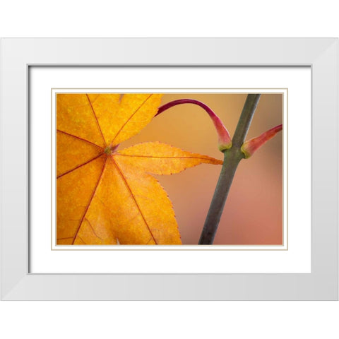 Washington, Seabeck Maple leaf in autumn color White Modern Wood Framed Art Print with Double Matting by Paulson, Don