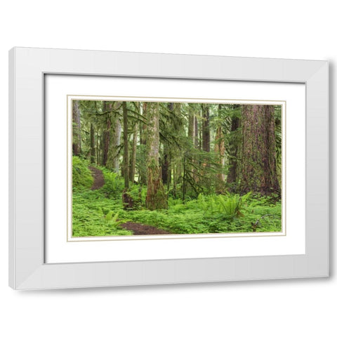 Washington, Olympic NP Old growth forest White Modern Wood Framed Art Print with Double Matting by Paulson, Don