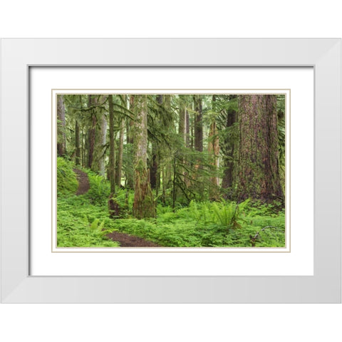 Washington, Olympic NP Old growth forest White Modern Wood Framed Art Print with Double Matting by Paulson, Don