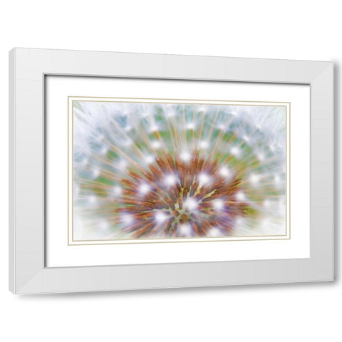 WA, Bainbridge Island Abstract of dandelion seed White Modern Wood Framed Art Print with Double Matting by Paulson, Don