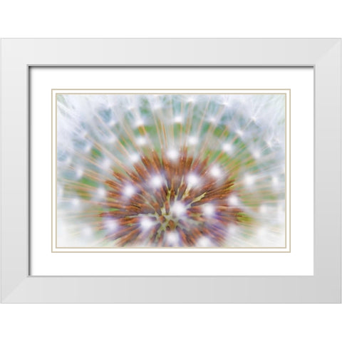 WA, Bainbridge Island Abstract of dandelion seed White Modern Wood Framed Art Print with Double Matting by Paulson, Don