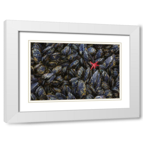 WA, Mussels and red sea star at tide pools White Modern Wood Framed Art Print with Double Matting by Paulson, Don