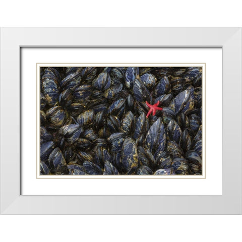 WA, Mussels and red sea star at tide pools White Modern Wood Framed Art Print with Double Matting by Paulson, Don