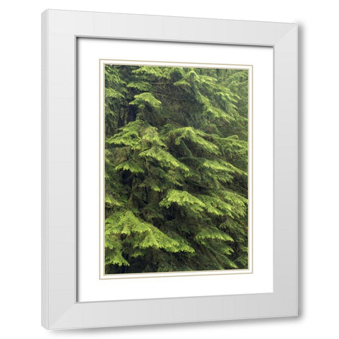 Washington, Olympic NP Western hemlock tree White Modern Wood Framed Art Print with Double Matting by Paulson, Don