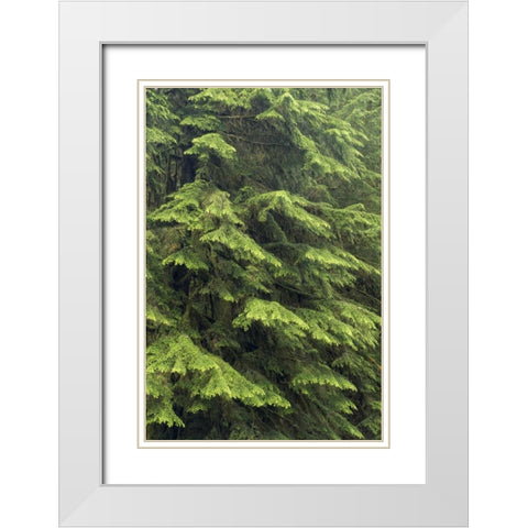 Washington, Olympic NP Western hemlock tree White Modern Wood Framed Art Print with Double Matting by Paulson, Don