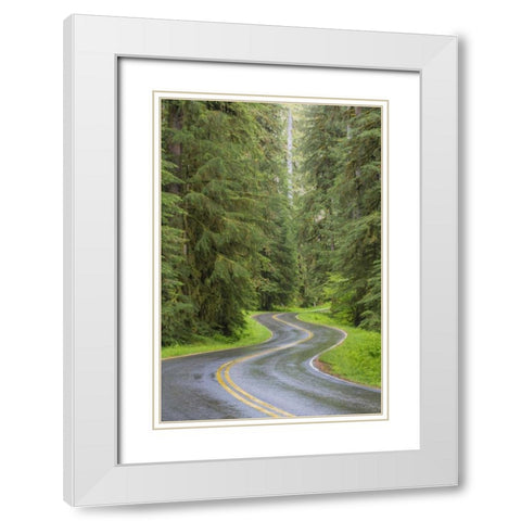 WA, Olympic NP Sol Duc River Road through forest White Modern Wood Framed Art Print with Double Matting by Paulson, Don