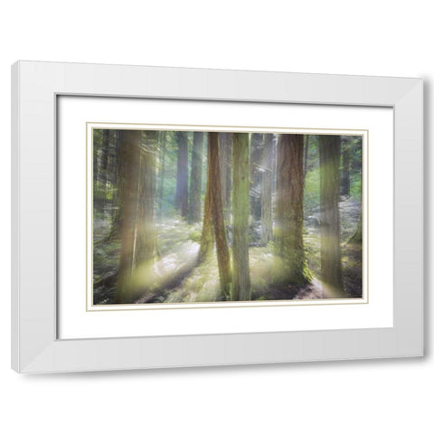 WA, Scenic Beach SP Blurred forest scene White Modern Wood Framed Art Print with Double Matting by Paulson, Don