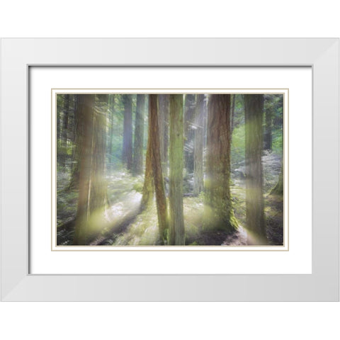 WA, Scenic Beach SP Blurred forest scene White Modern Wood Framed Art Print with Double Matting by Paulson, Don