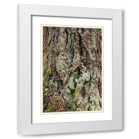 Washington, Olympics Old growth Douglas fir bark White Modern Wood Framed Art Print with Double Matting by Paulson, Don