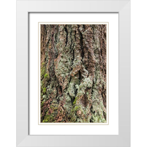 Washington, Olympics Old growth Douglas fir bark White Modern Wood Framed Art Print with Double Matting by Paulson, Don