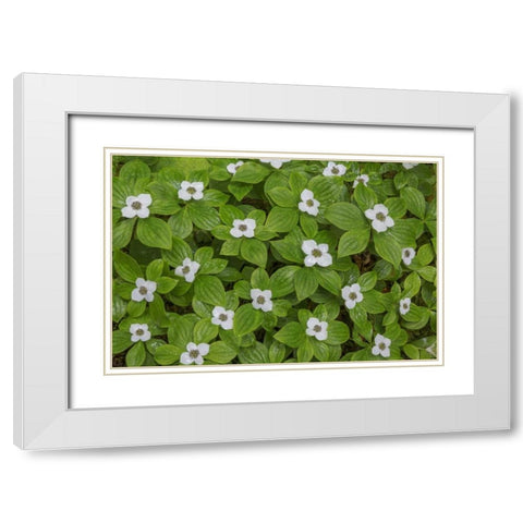 WA, Olympic NP Bunchberry with white flowers White Modern Wood Framed Art Print with Double Matting by Paulson, Don