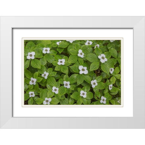 WA, Olympic NP Bunchberry with white flowers White Modern Wood Framed Art Print with Double Matting by Paulson, Don